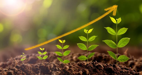 سهم باللون الأصفر يشير إلى تحسن النمو الخضري للنباتات